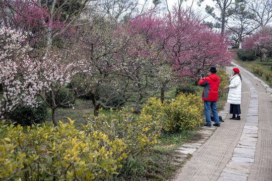 南京梅花山赏梅