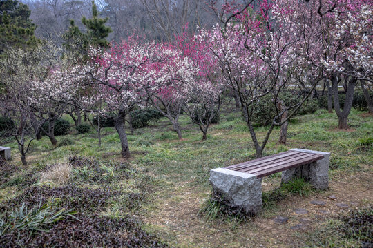 南京梅花山赏梅