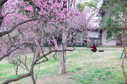 南京梅花山赏梅