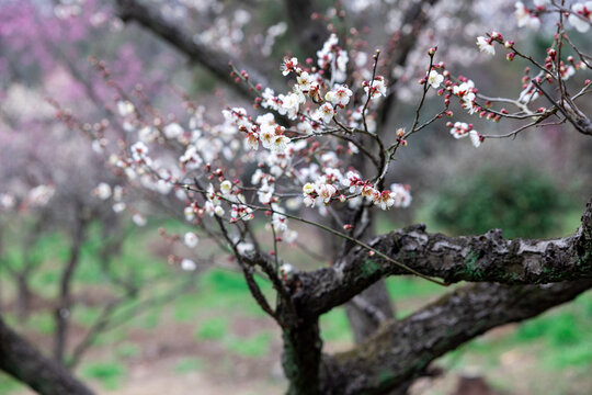 南京梅花山赏梅