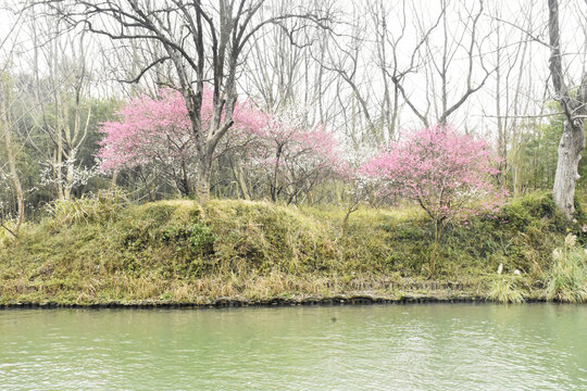 溪水桃花