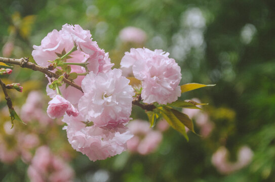 樱花