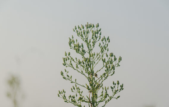 植物特写