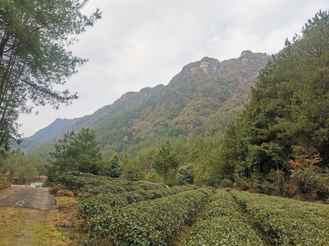 高山茶林