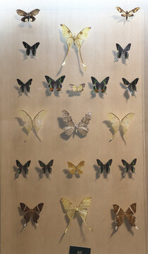 陕西自然博物馆蝴蝶标本