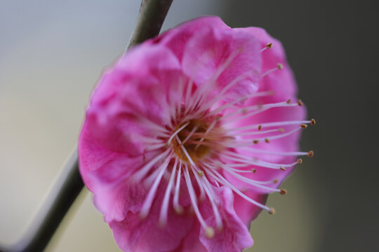 梅花特写