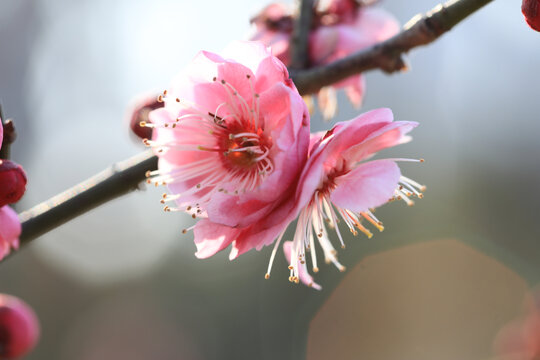 梅花盛开