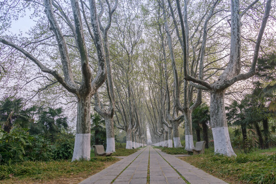 春天中国南京明孝陵风景区