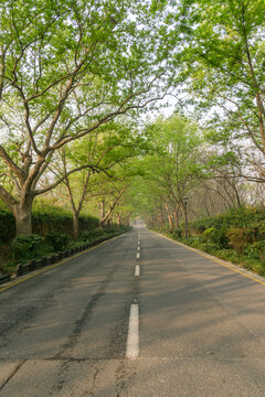 春天中国南京明孝陵风景区