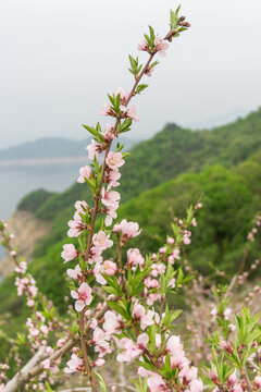 春天盛开的桃花桃树特写