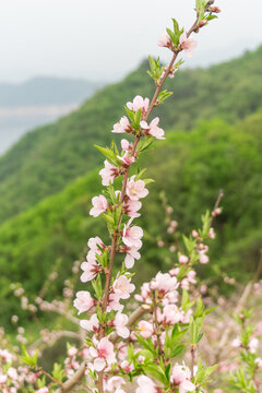 春天盛开的桃花桃树特写