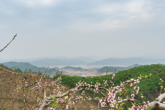 春天盛开的桃花桃树特写