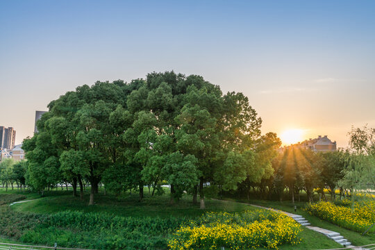 夕阳下的泰州城市公园风景