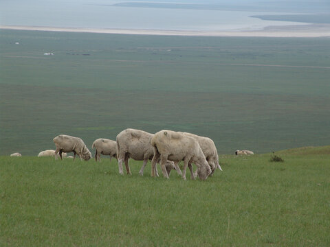 湖畔吃草的羊