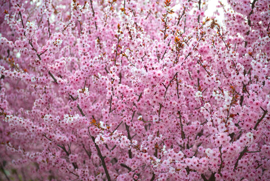 花卉背景素材