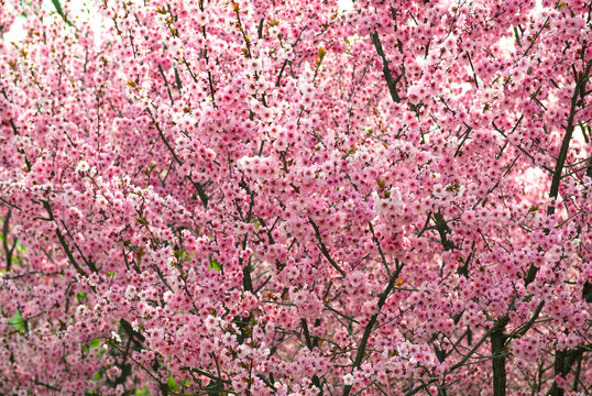 花卉背景素材