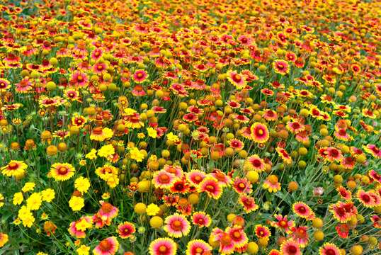 菊花花田