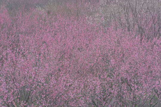 长沙岳阳交界处界碑山的梅花