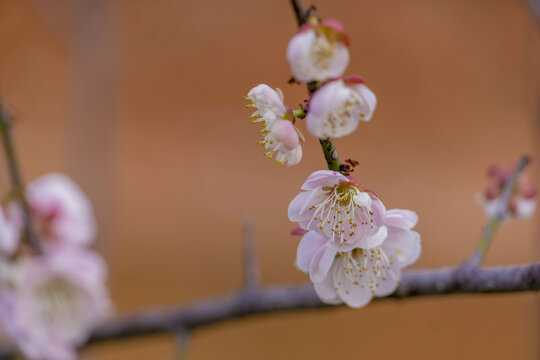 长沙岳阳交界处界碑山的梅花