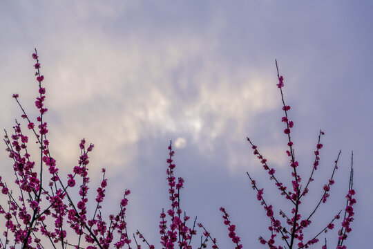 长沙岳阳交界处界碑山的梅花