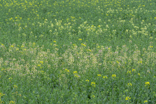 长沙望城区茶亭县油菜花