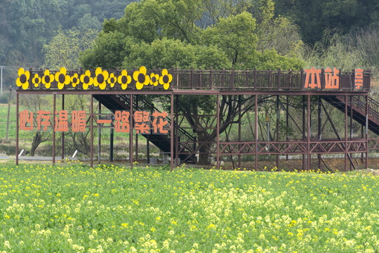 长沙望城区茶亭县油菜花