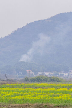 长沙望城区茶亭县油菜花