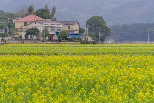 长沙望城区茶亭县油菜花