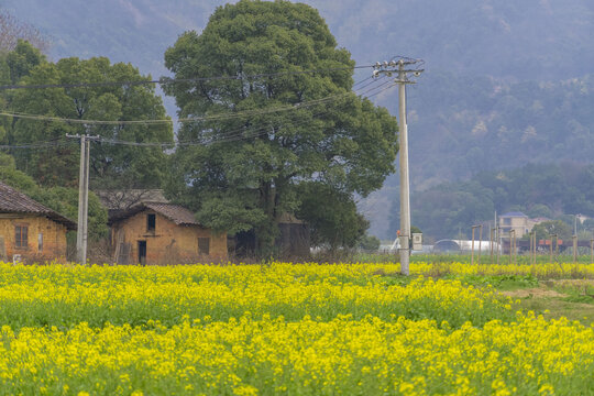 长沙望城区茶亭县油菜花