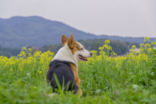 油菜花和宠物犬柯基