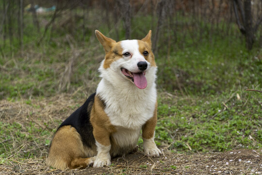 宠物犬柯基