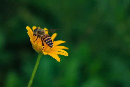 菊花蜜蜂