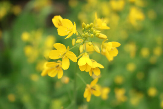 油菜花