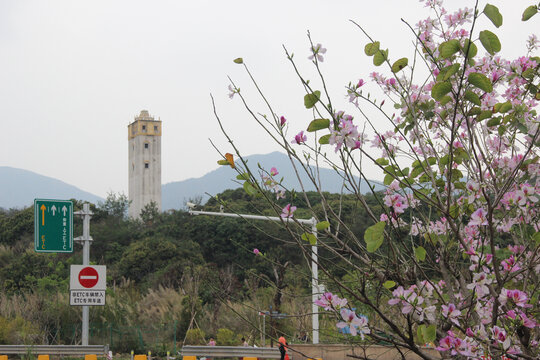 广东东莞清溪河宫粉紫荆