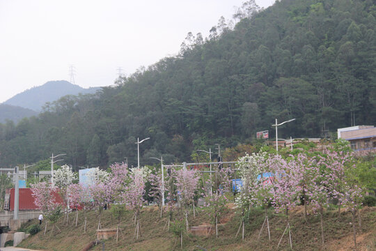 广东东莞清溪河宫粉紫荆