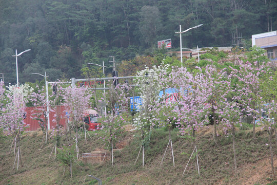 广东东莞清溪河宫粉紫荆