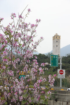 广东东莞清溪河宫粉紫荆