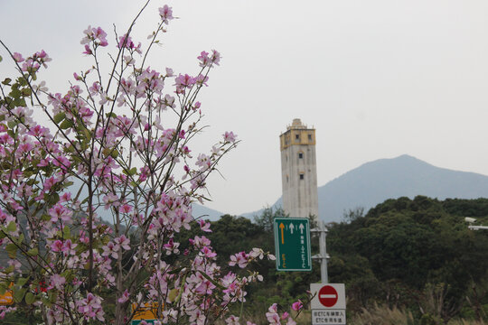 广东东莞清溪河宫粉紫荆