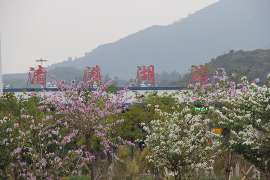 广东东莞清溪河宫粉紫荆