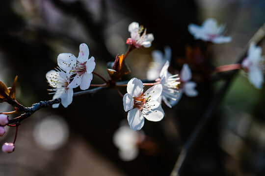 樱花