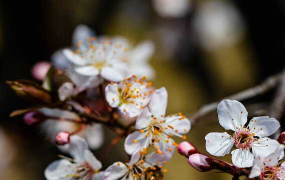 樱花