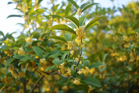 桂花花枝