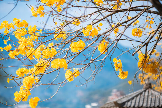 黄花风铃木