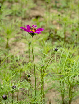 小野花