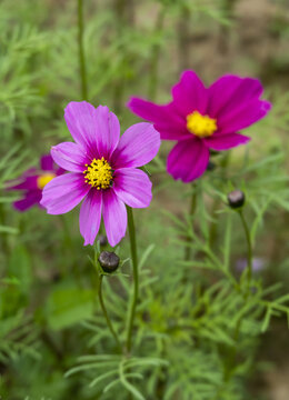 格桑花