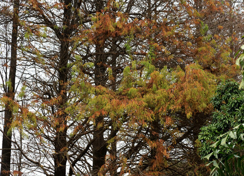 秋冬的落羽杉枝叶