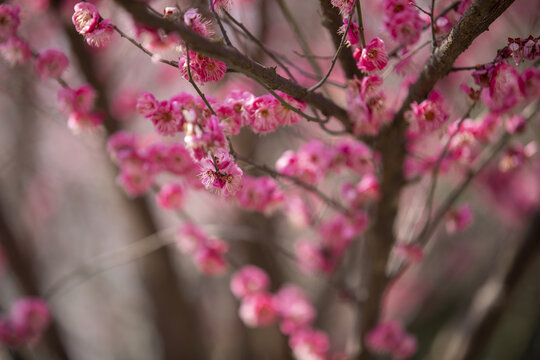 梅花盛开