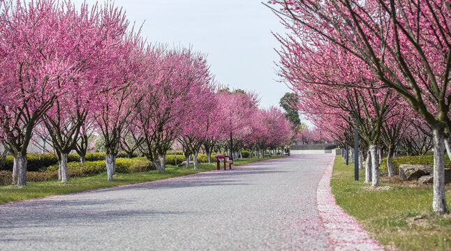 梅花大道