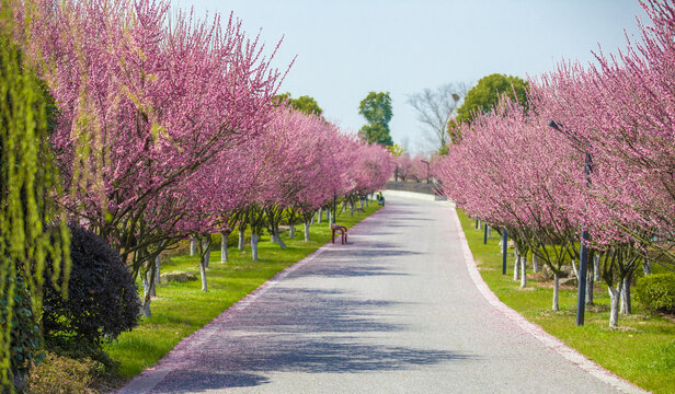 梅花大道