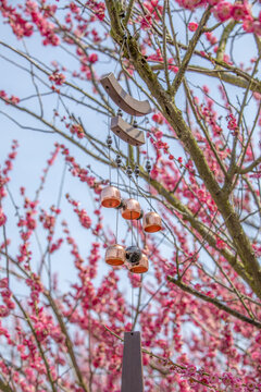 梅花树